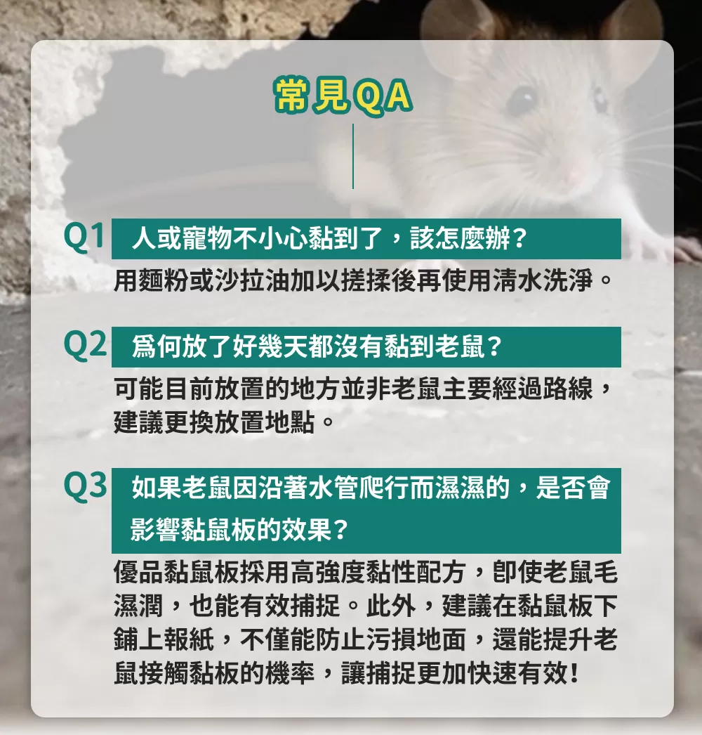 【團購免運】粘牢鼠-環保粘鼠板(五香滷味)48片商品介紹-2-6